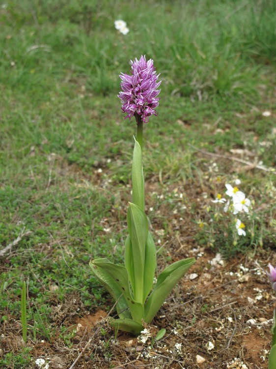 Orchis simia
